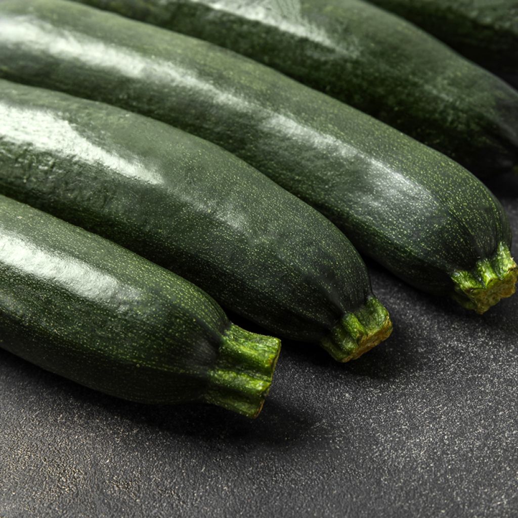 Zucchini Black Forest F1 - Cucurbita pepo