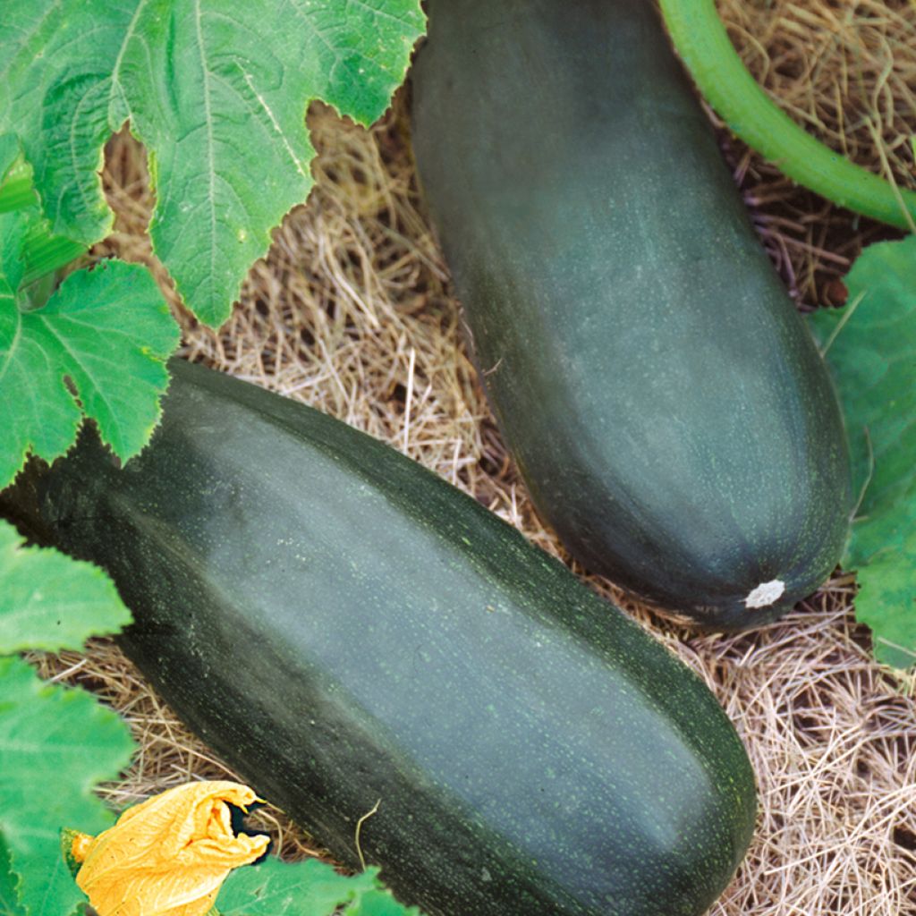 Zucchini British Summertime F1 - Cucurbita pepo