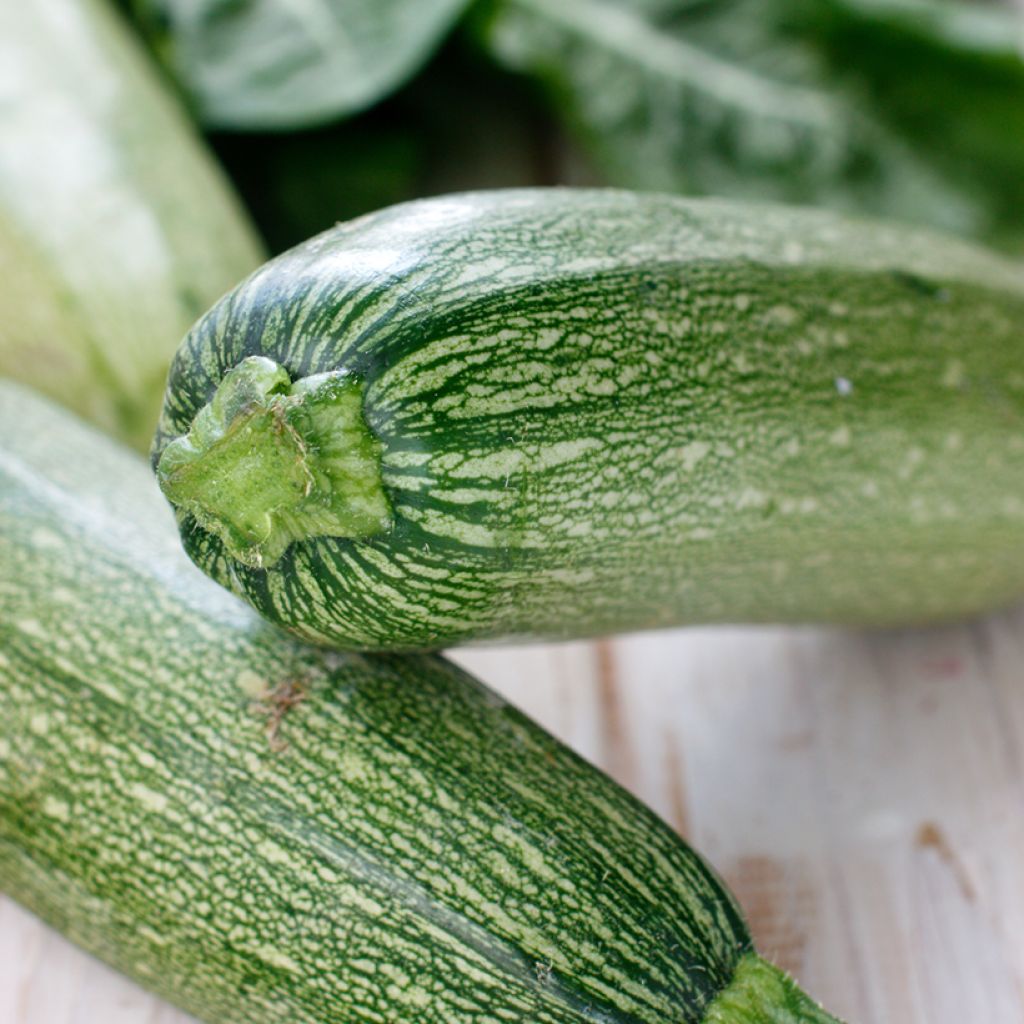 Zucchini Grisette de Provence - Cucurbita pepo