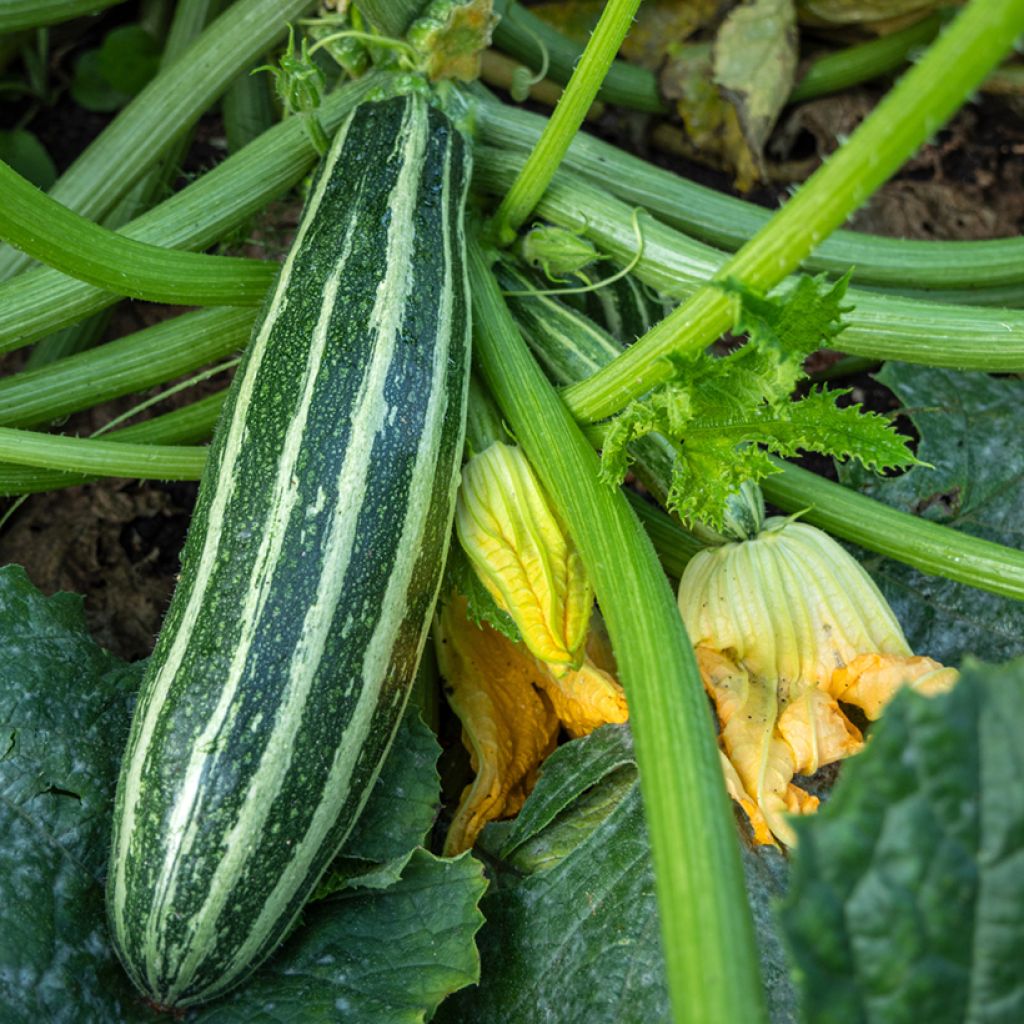 Zucchini Safari F1 - Cucurbita pepo