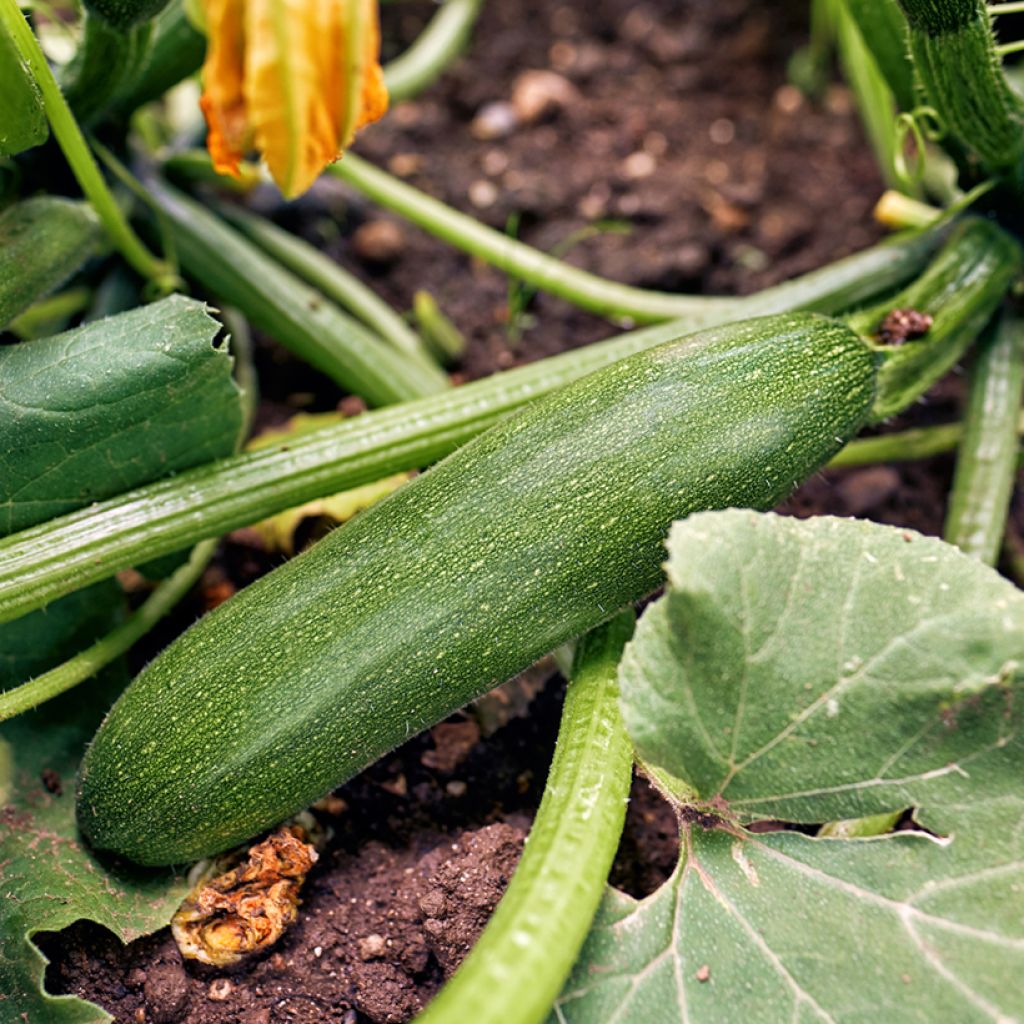 Courgette Storrs Green F1