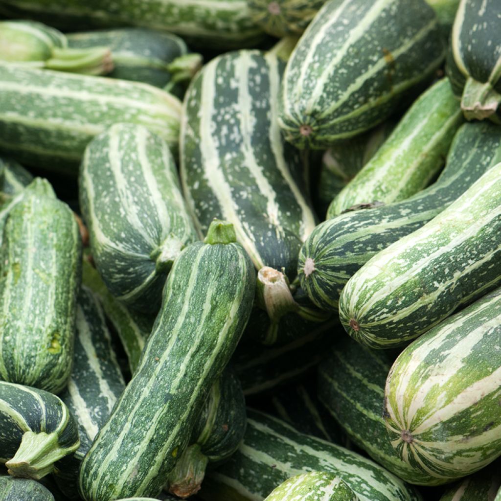 Non-trailing Zucchini - Vilmorin seeds - Cucurbita pepo