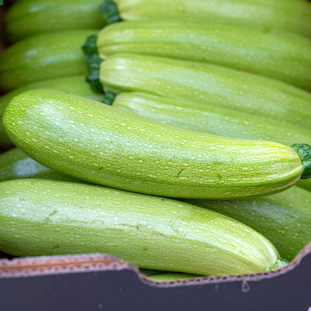 Zucchini - Cucurbita pepo