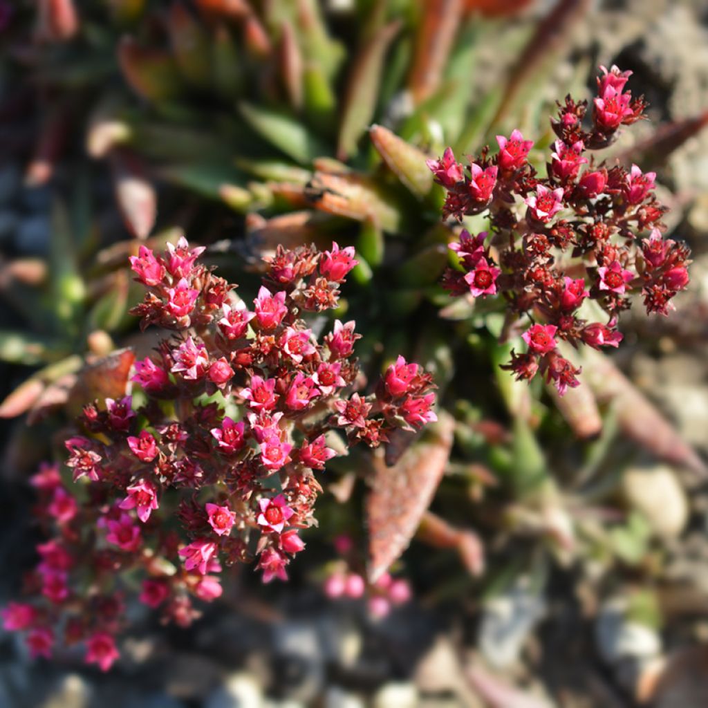 Crassula exilis subsp. schmidtii