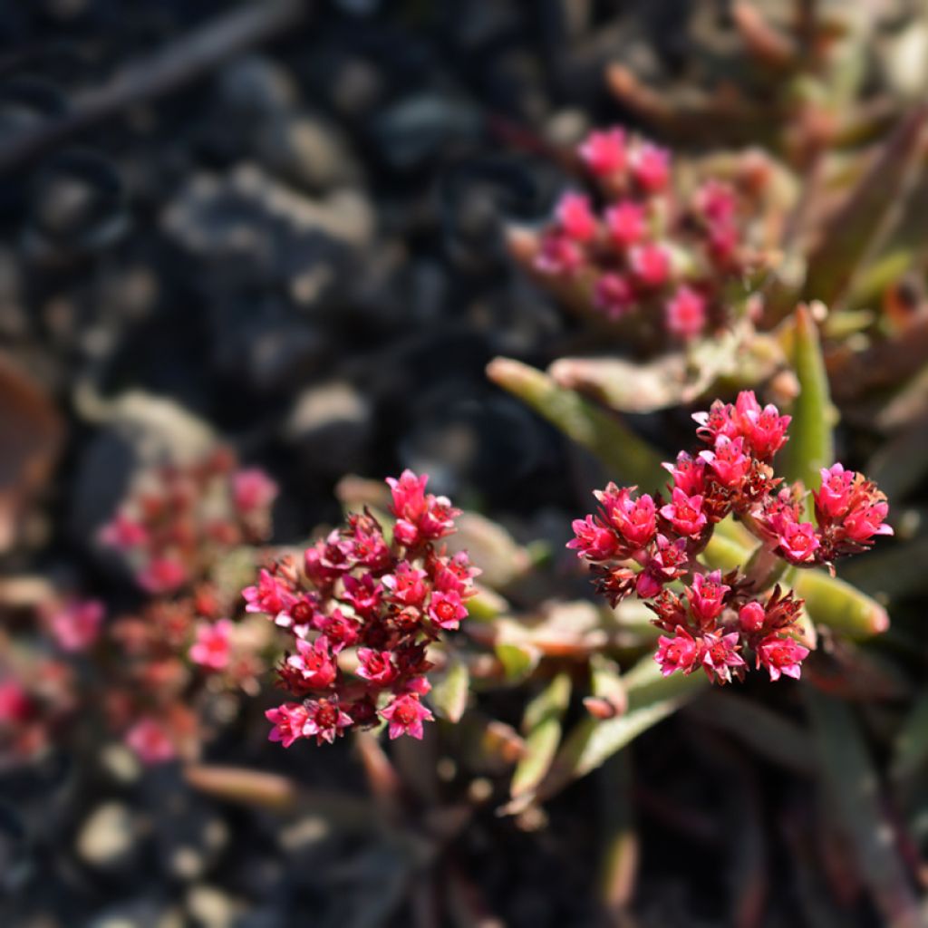 Crassula exilis subsp. schmidtii