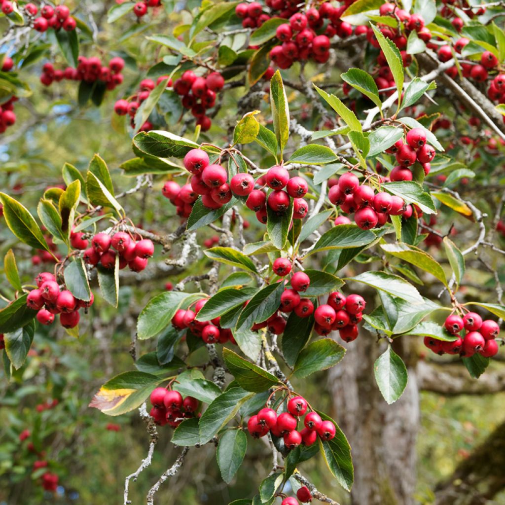 Crataegus crus-galli - Hawthorn