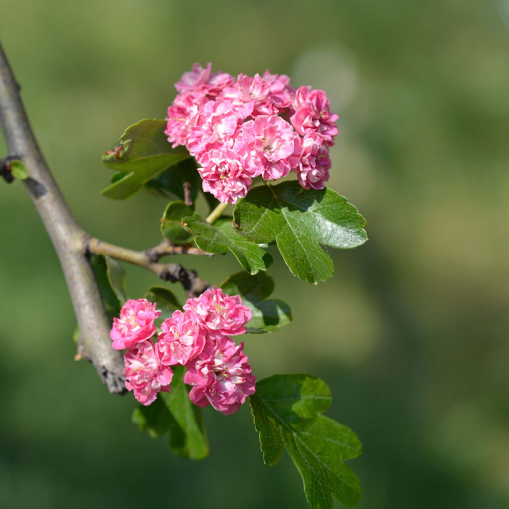 Crataegus laevigata Rosea Flore Pleno - Hawthorn