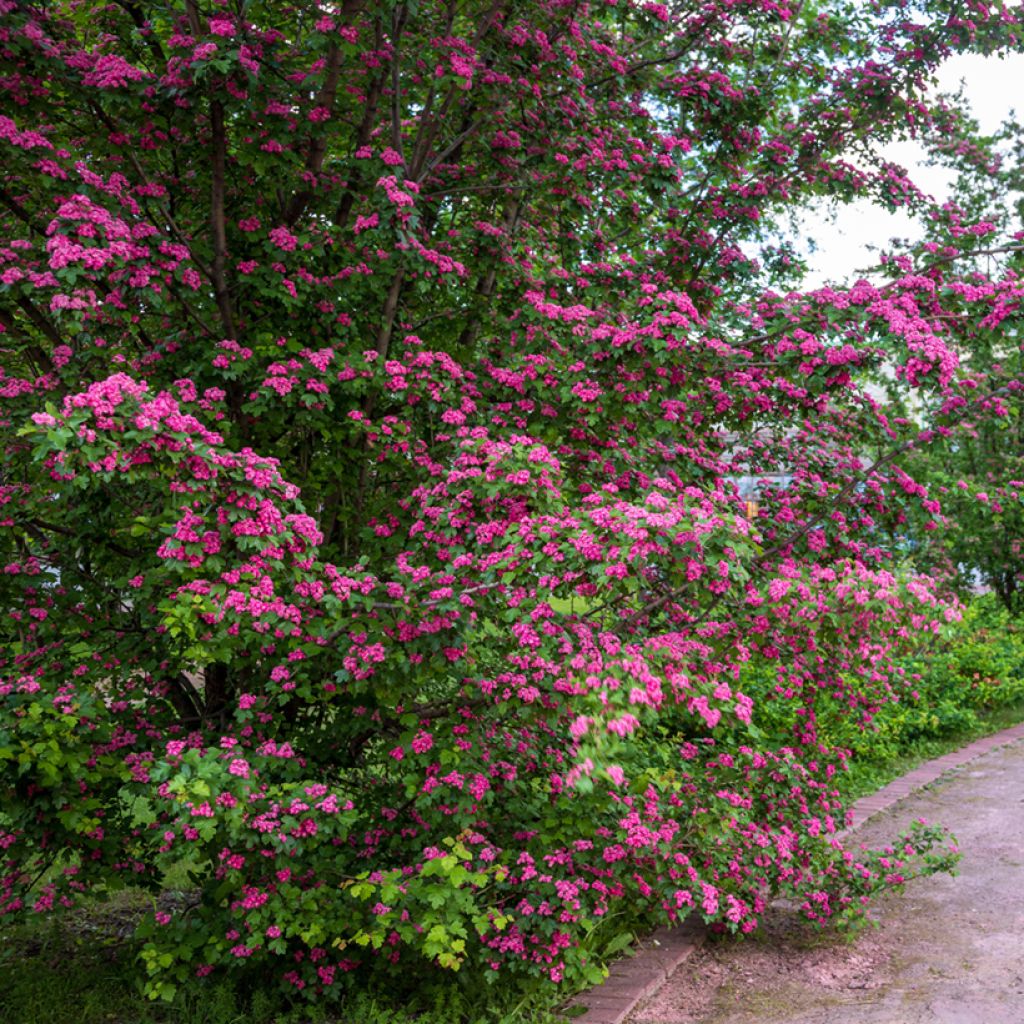 Crataegus laevigata Rosea Flore Pleno - Hawthorn