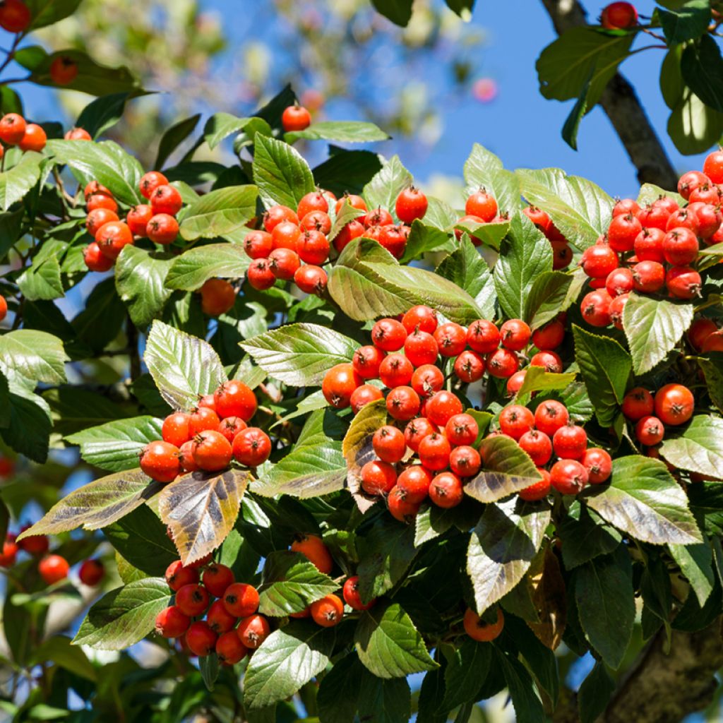 Crataegus lavallei Carrierei - Hawthorn