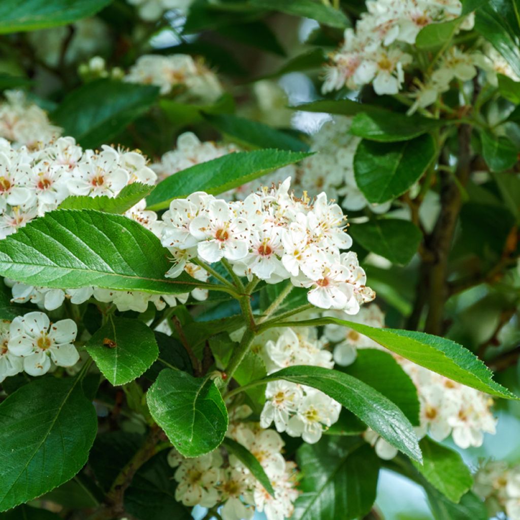 Crataegus lavallei Carrierei - Hawthorn