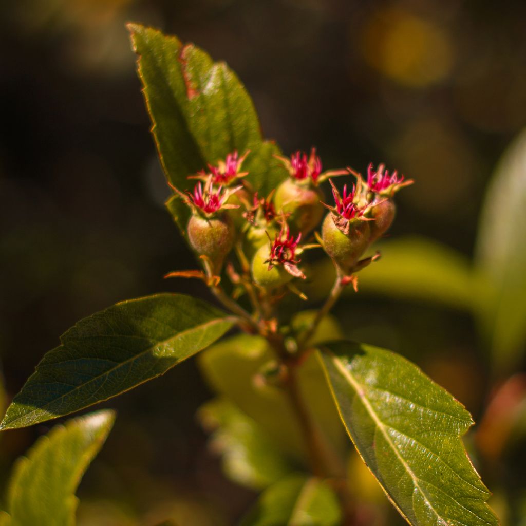 Crataegus mexicana - Manzanilla