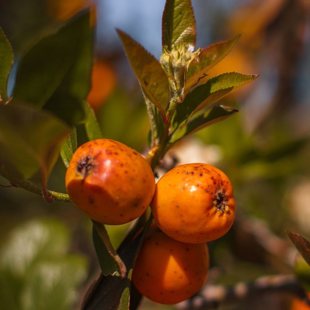 Crataegus mexicana - Manzanilla