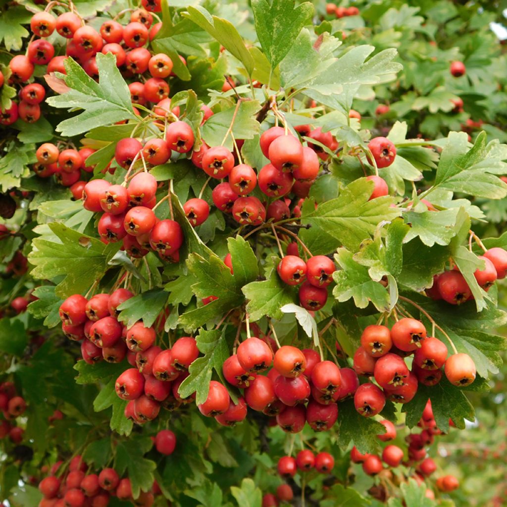 Crataegus monogyna Compacta - Hawthorn