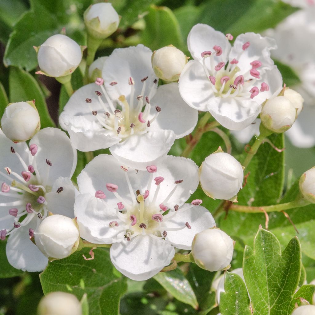 Crataegus monogyna Flexuosa