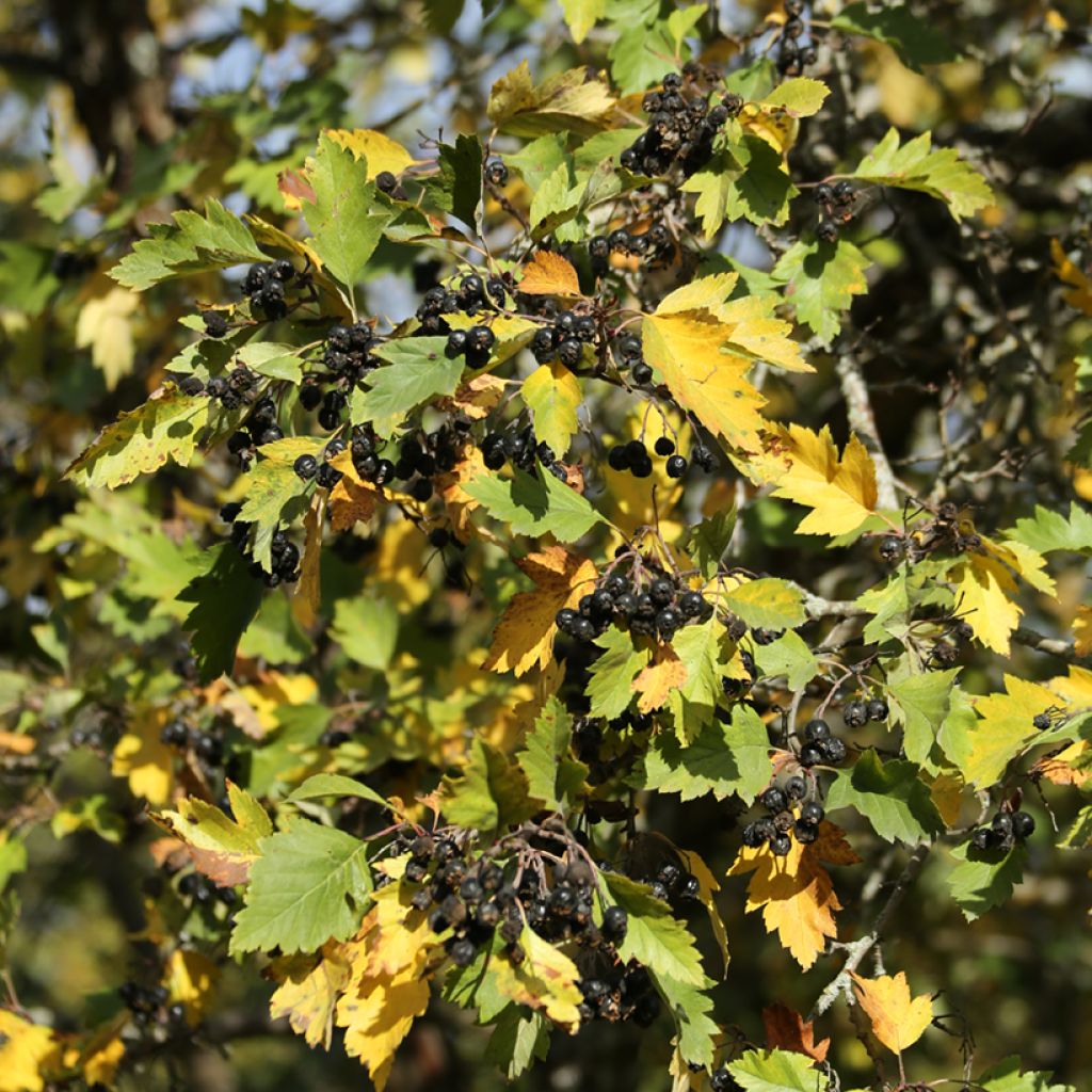 Crataegus nigra - Hungarian Black Hawthorn