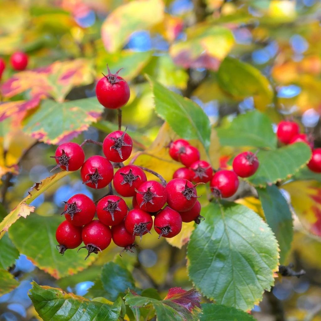 Crataegus prunifolia Splendens - Hawthorn