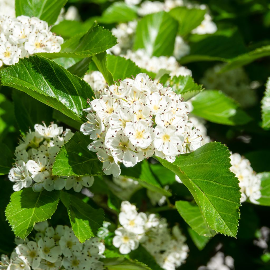 Crataegus prunifolia Splendens - Hawthorn