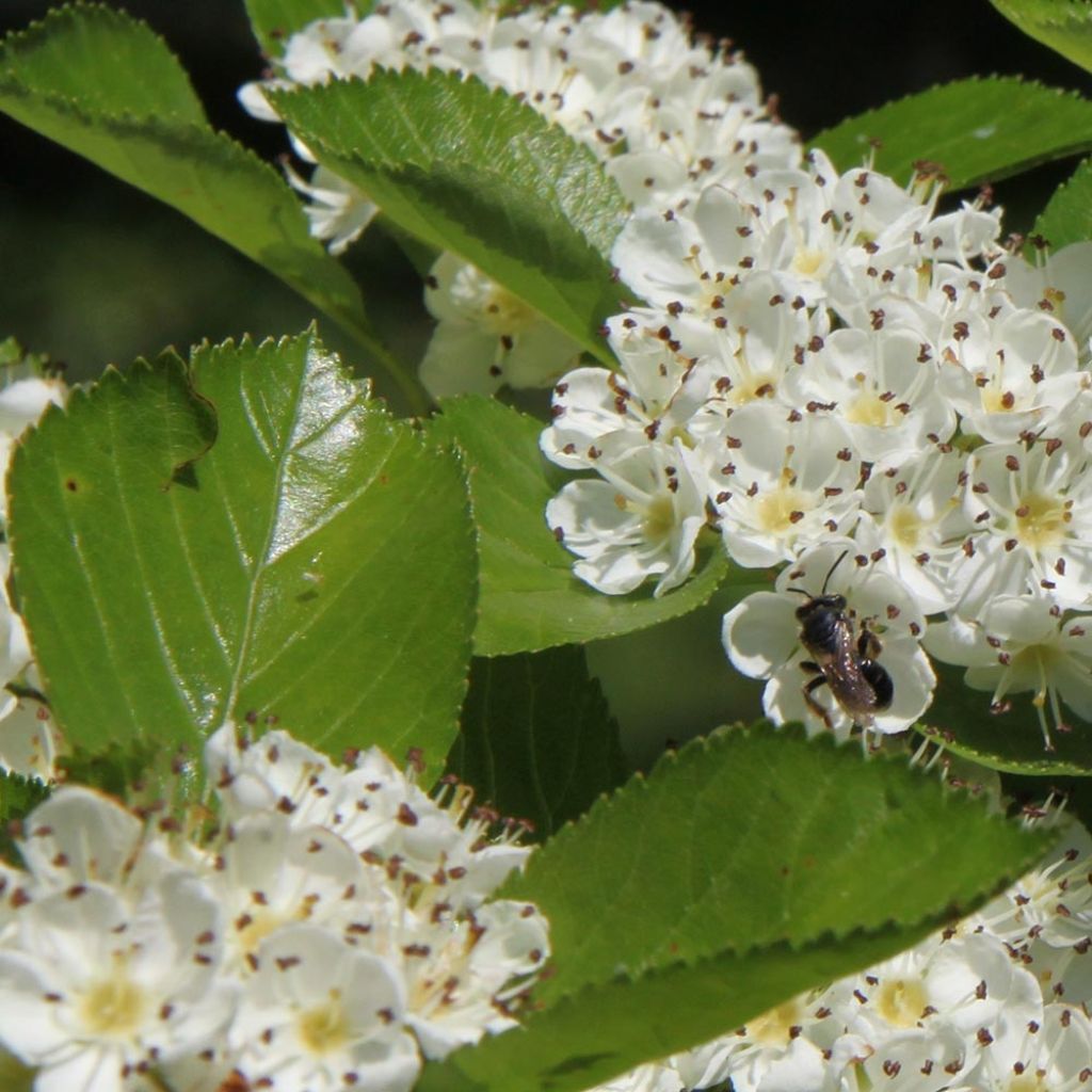 Crataegus prunifolia Splendens - Hawthorn