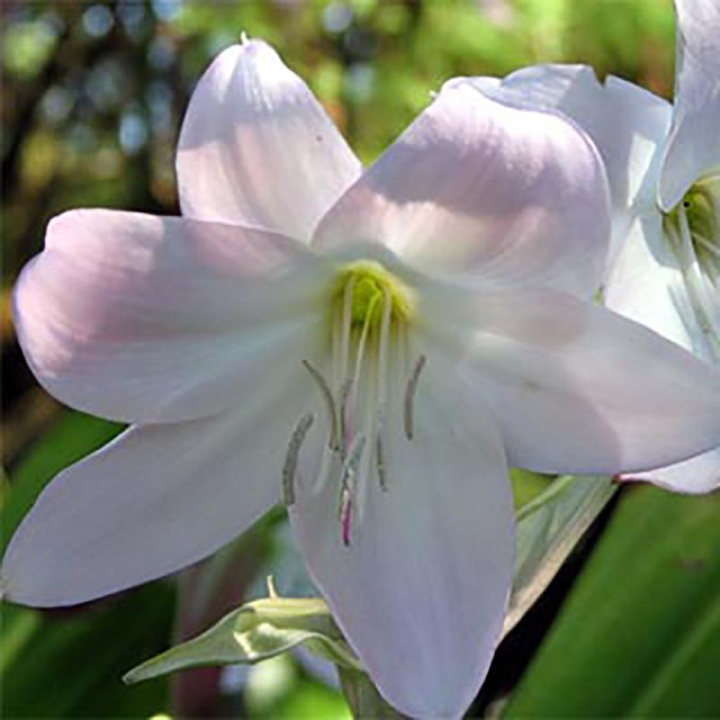 Crinum moorei