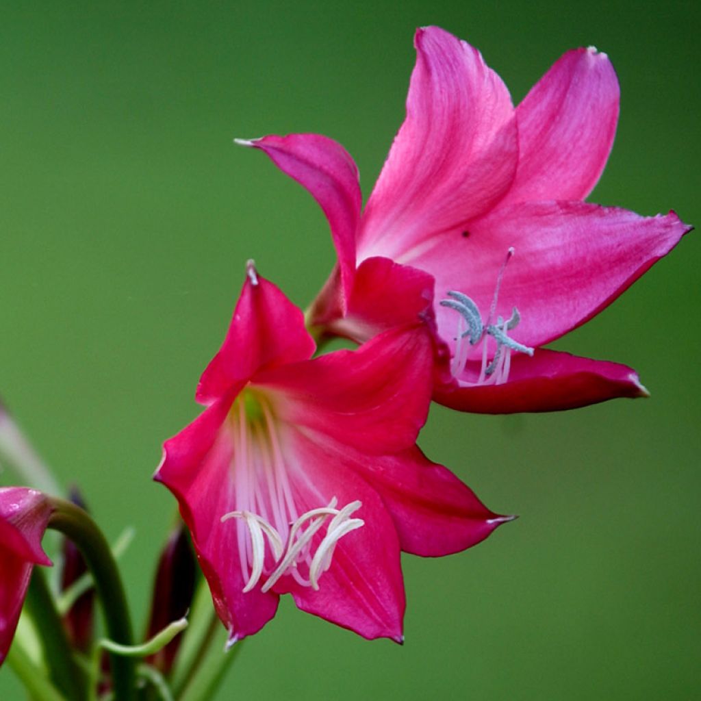 Crinum moorei Ellen Bosanquet