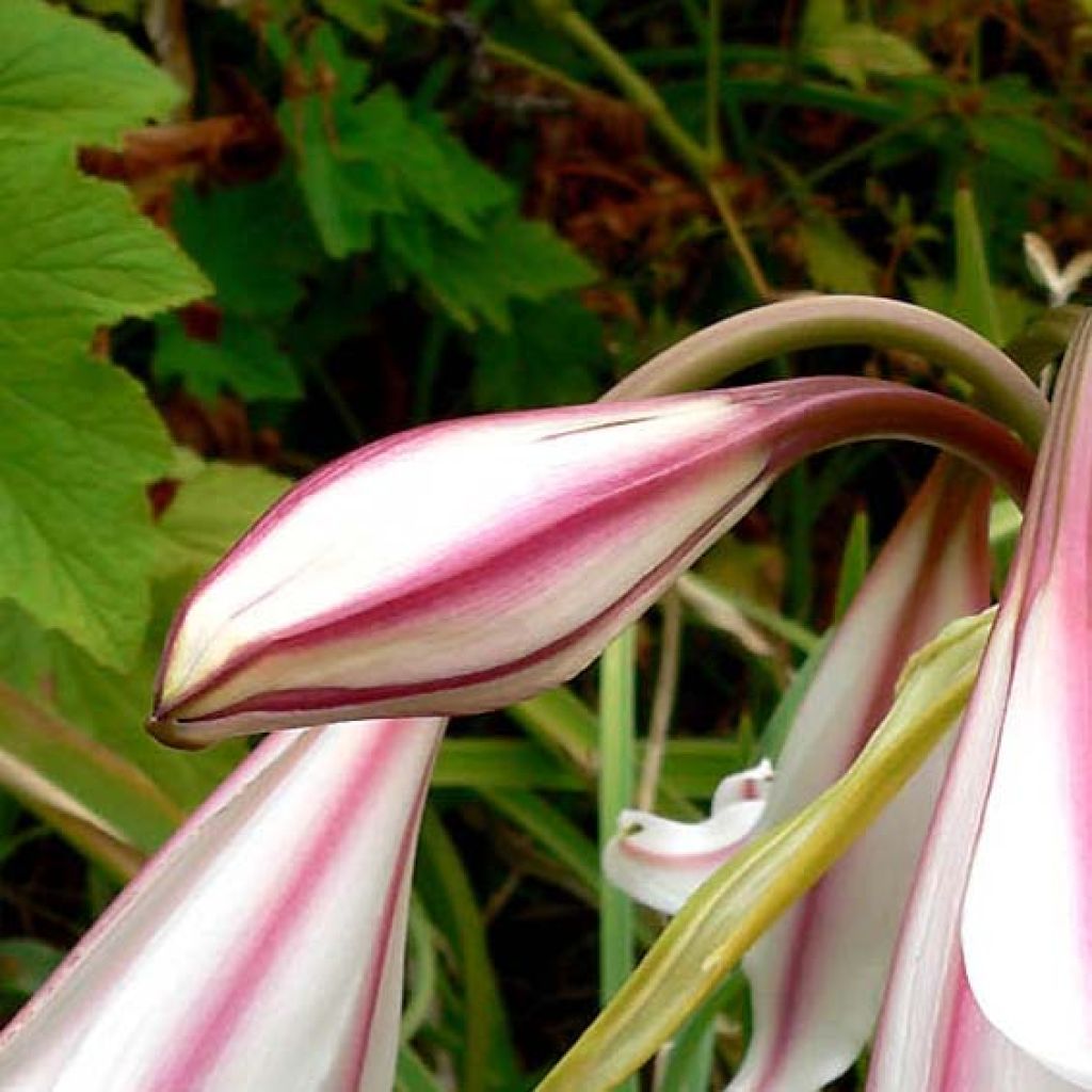 Crinum Striped Beauty