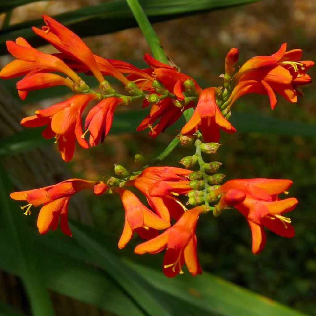 Crocosmia Météore - Montbretia orange et jaune