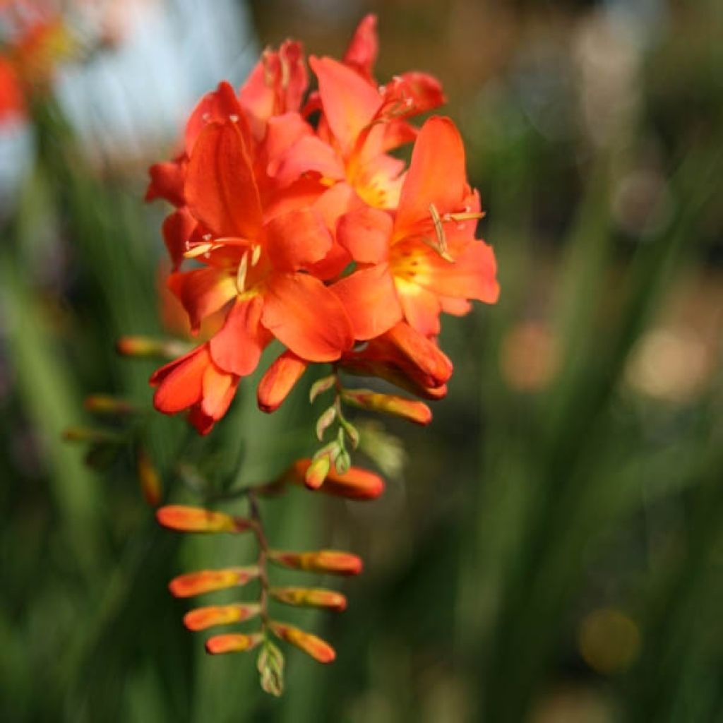 Crocosmia ou montbretia Okavango