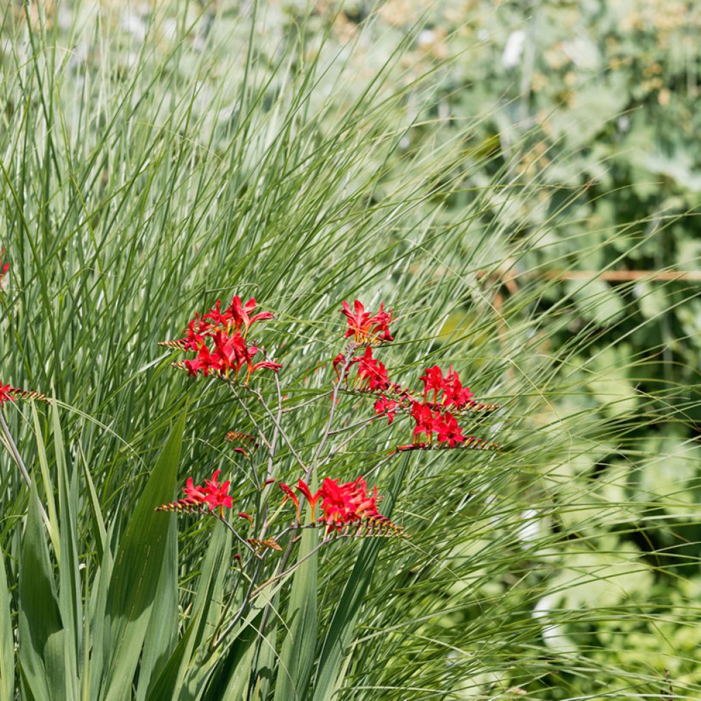 Crocosmia Philippa Browne - Montbretia