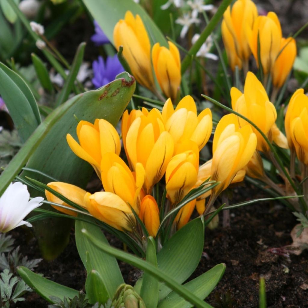 Crocus vernus Grand Jaune