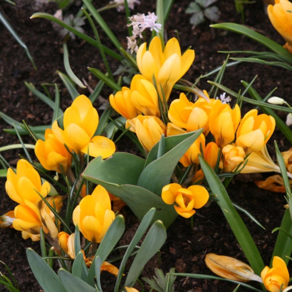 Crocus vernus Grand Jaune