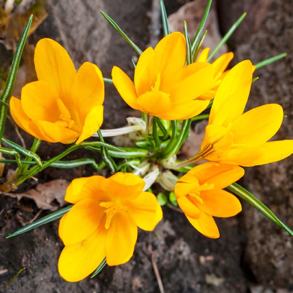 Crocus vernus Grand Jaune