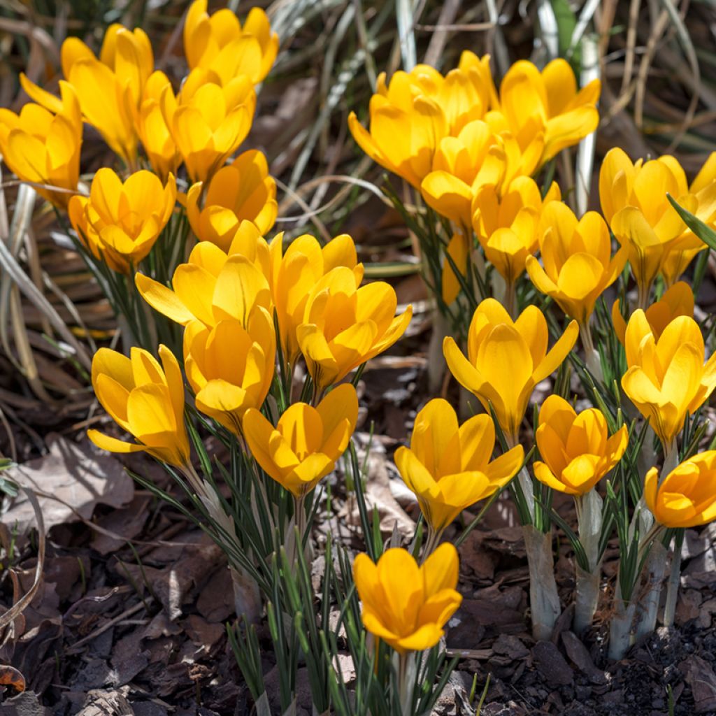 Crocus vernus Grand Jaune