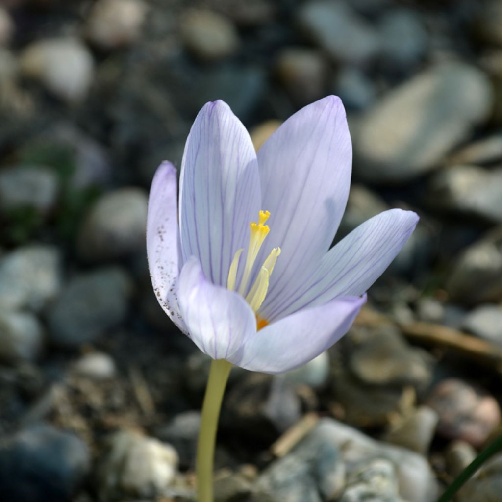 Crocus kotschyanus 