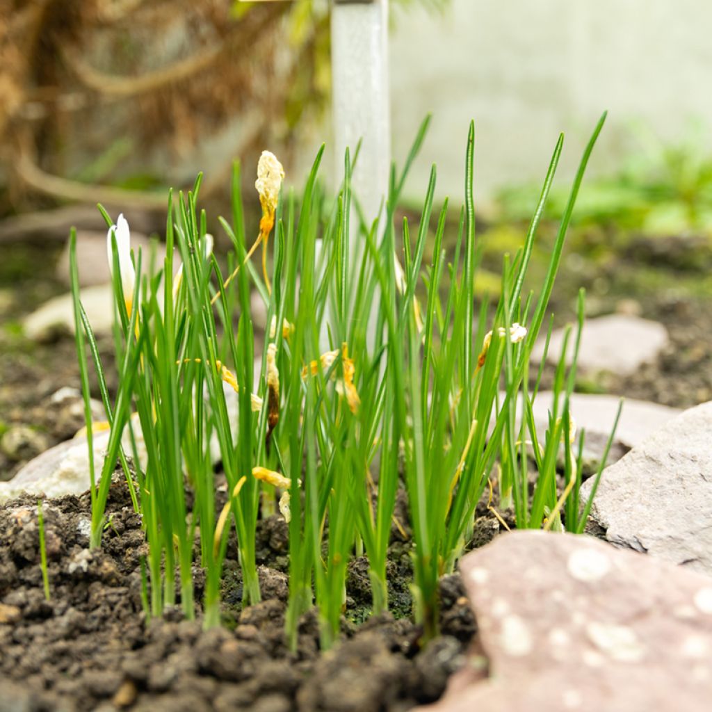 Crocus ochroleucus 