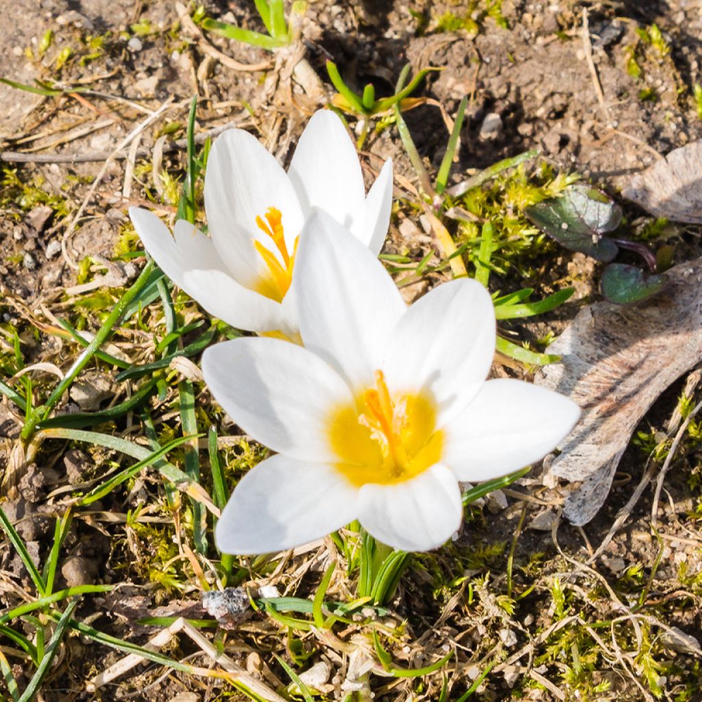 Crocus malyi - Botanic Crocus