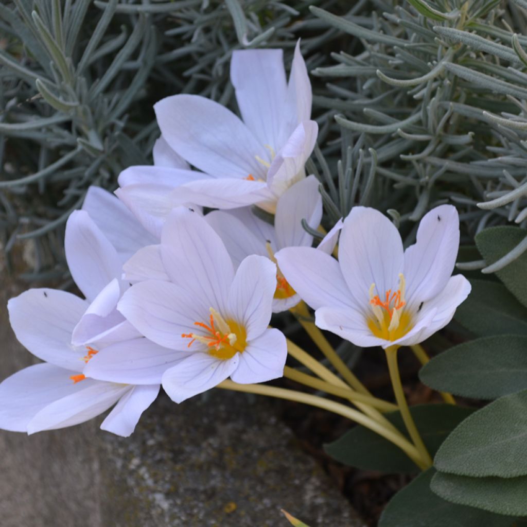 Crocus pulchellus Zephyr