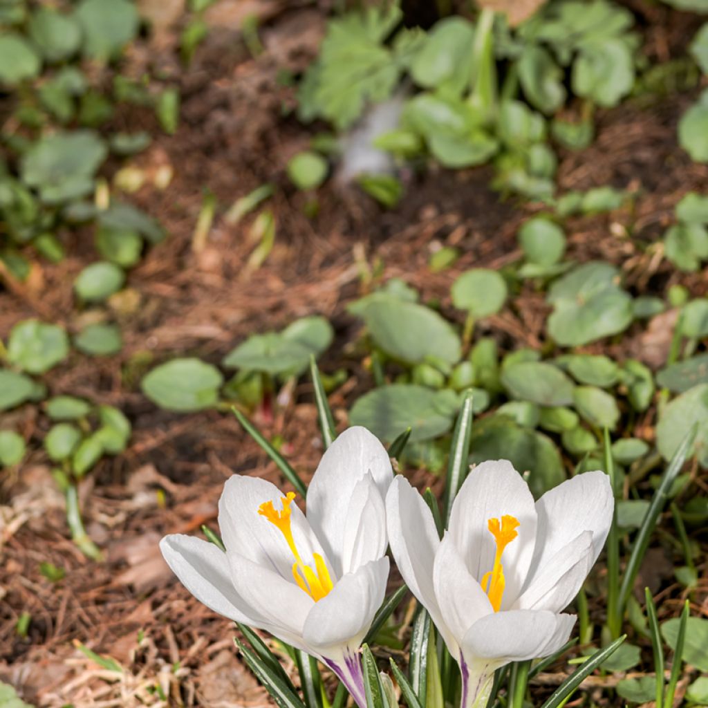 Crocus vernus subsp. albiflorus White - Spring crocus