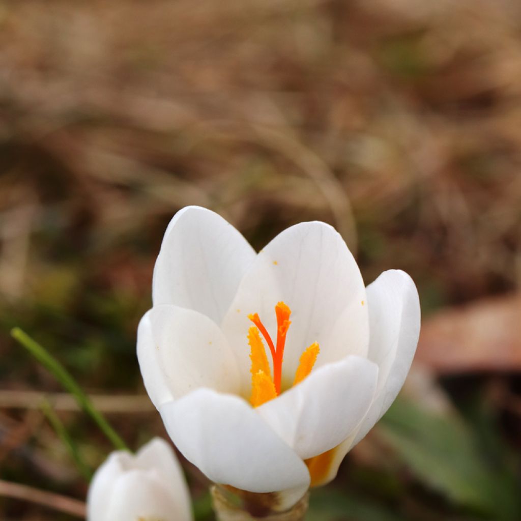 Crocus vernus subsp. albiflorus White - Spring crocus