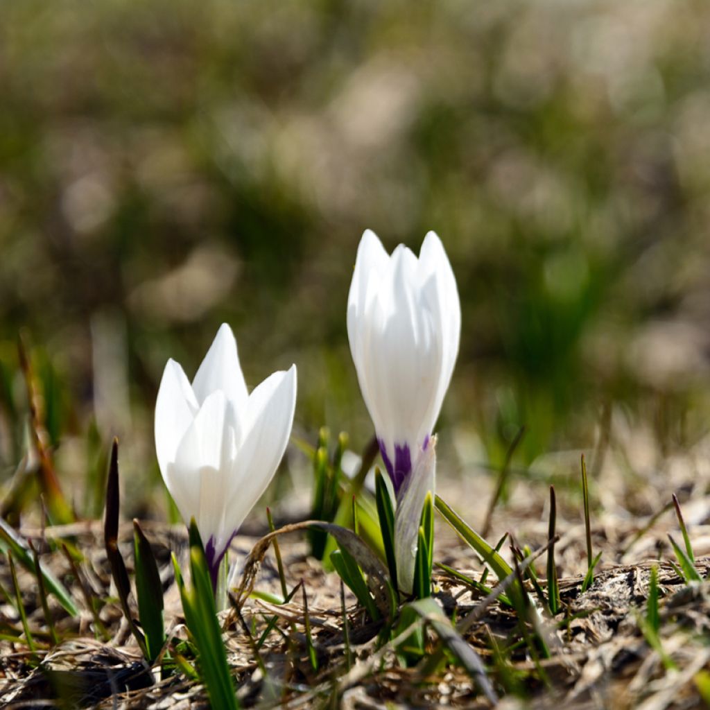 Crocus vernus subsp. albiflorus White - Spring crocus