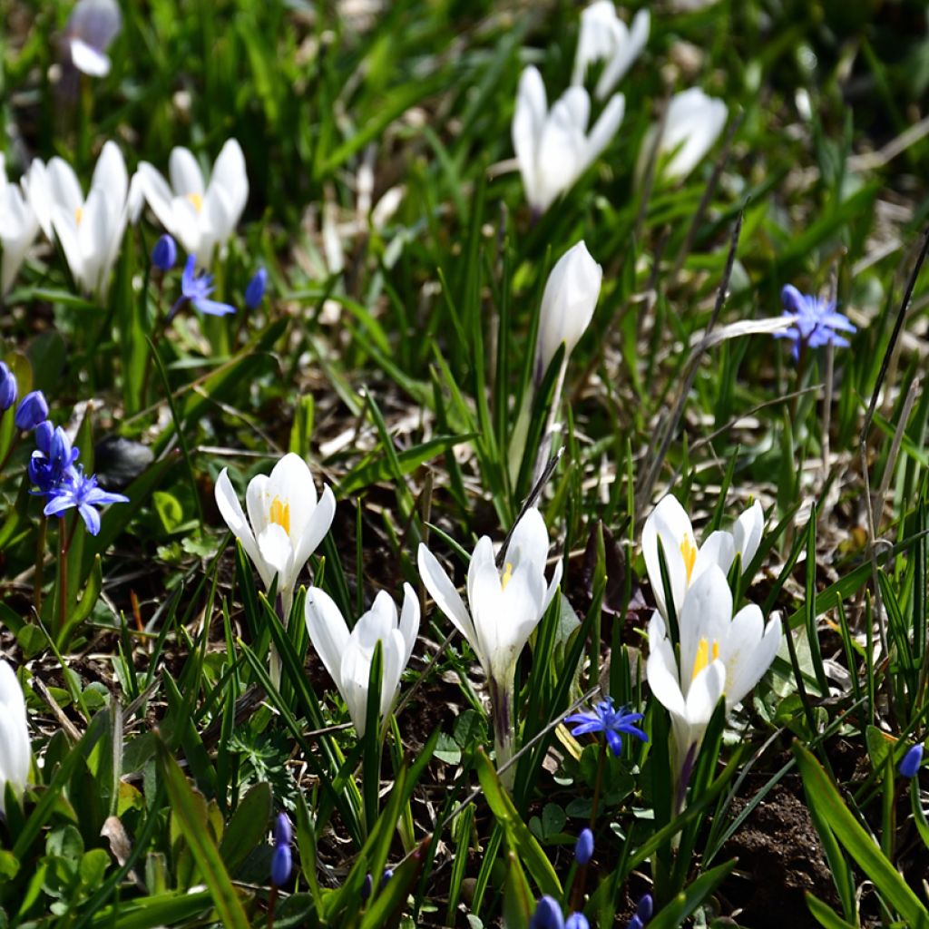 Crocus vernus subsp. albiflorus White - Spring crocus