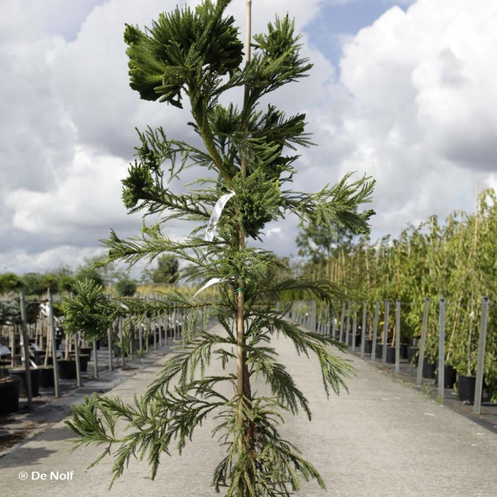 Cryptomeria japonica Cristata