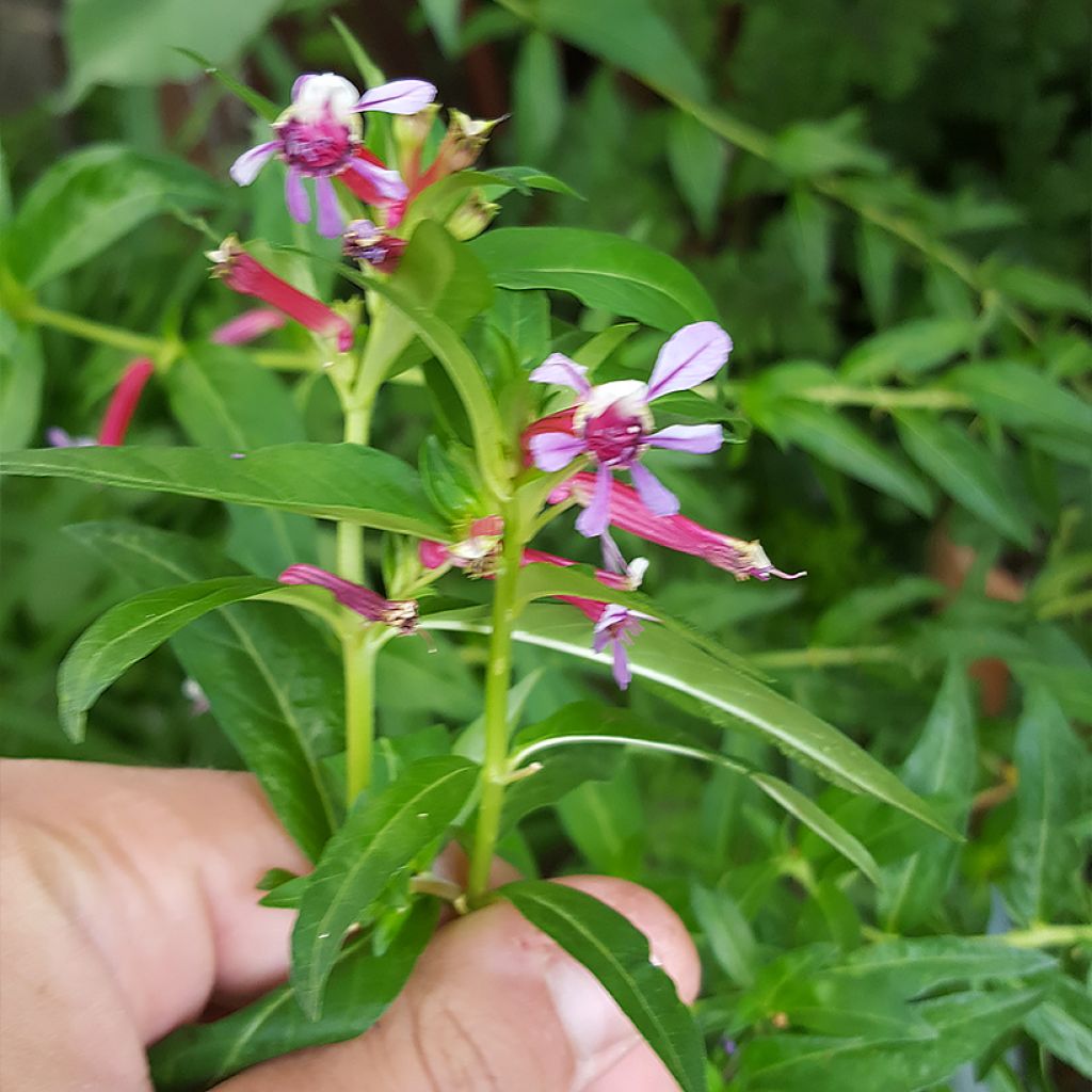 Cuphea Twinkle Pink