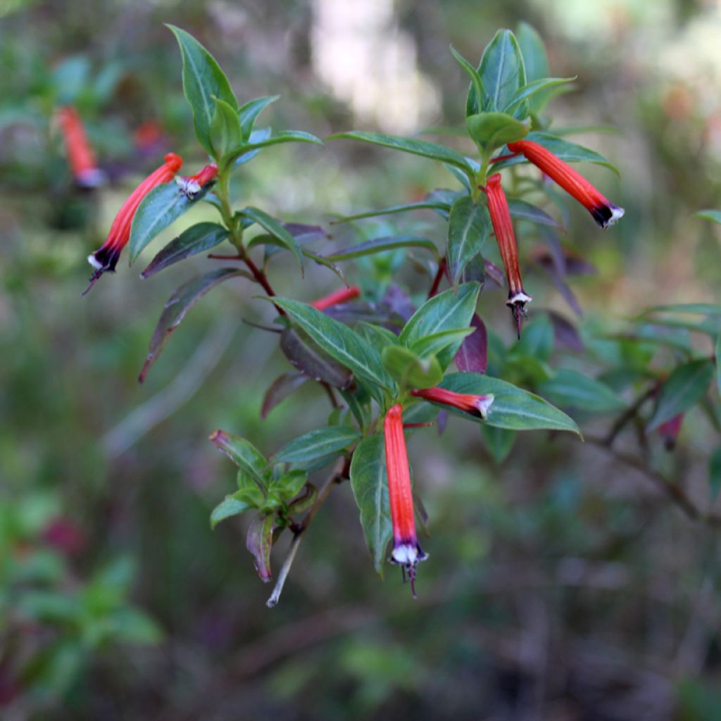 Cuphea ignea Scarlet