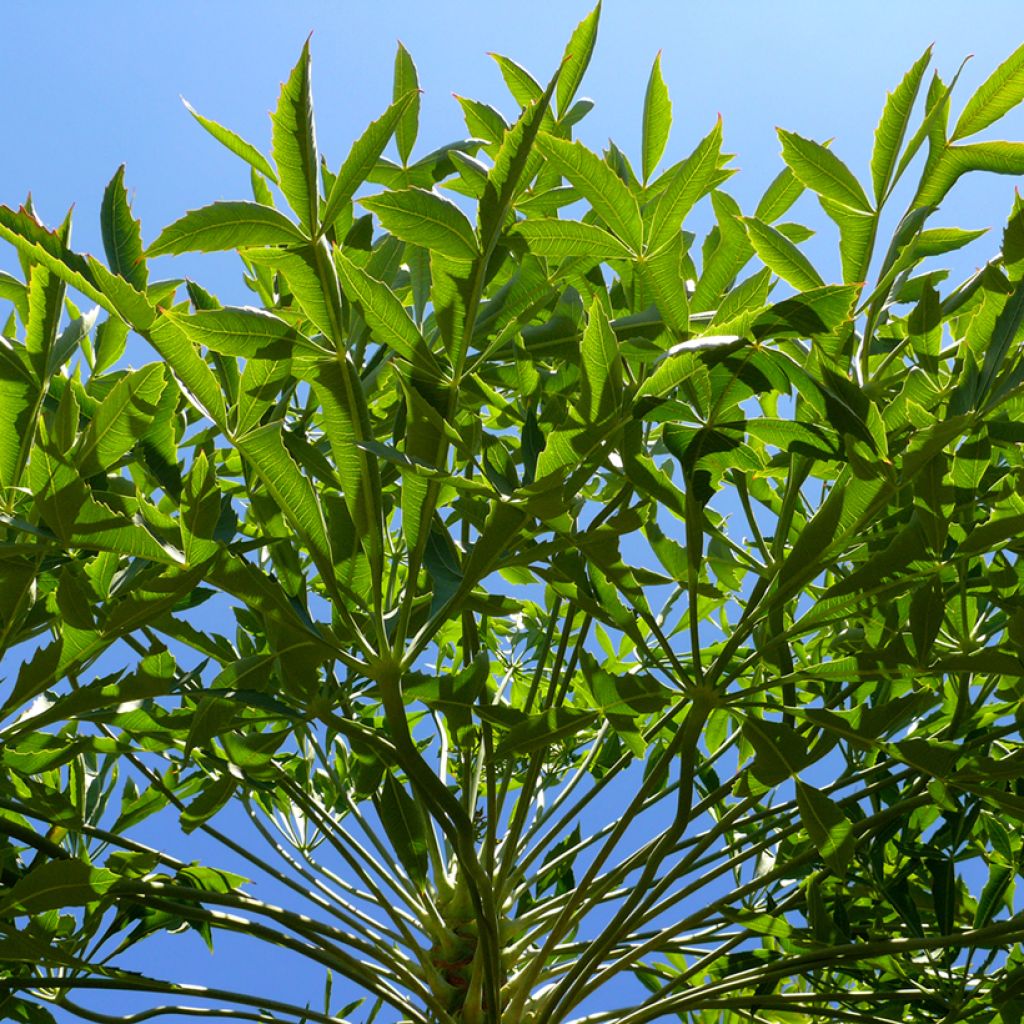 Cussonia spicata - Cabbage Tree