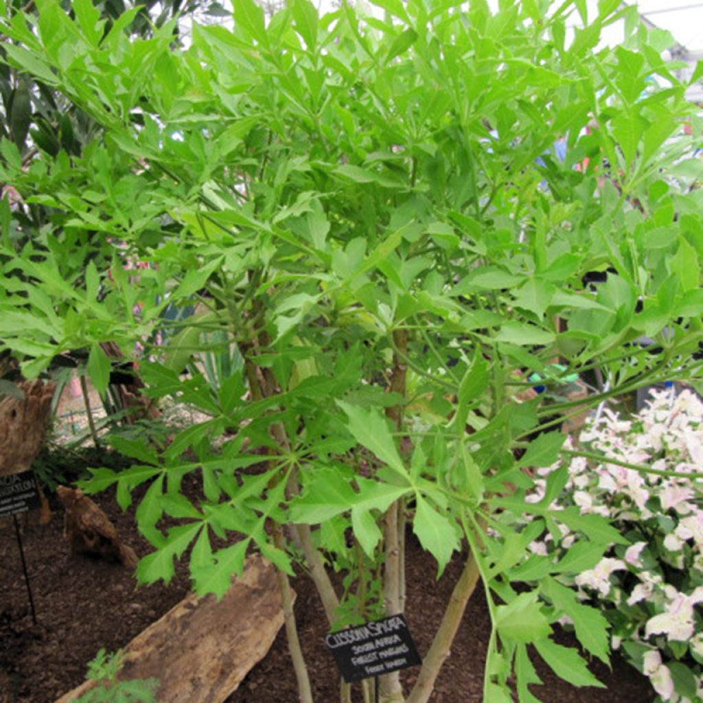 Cussonia spicata - Cabbage Tree