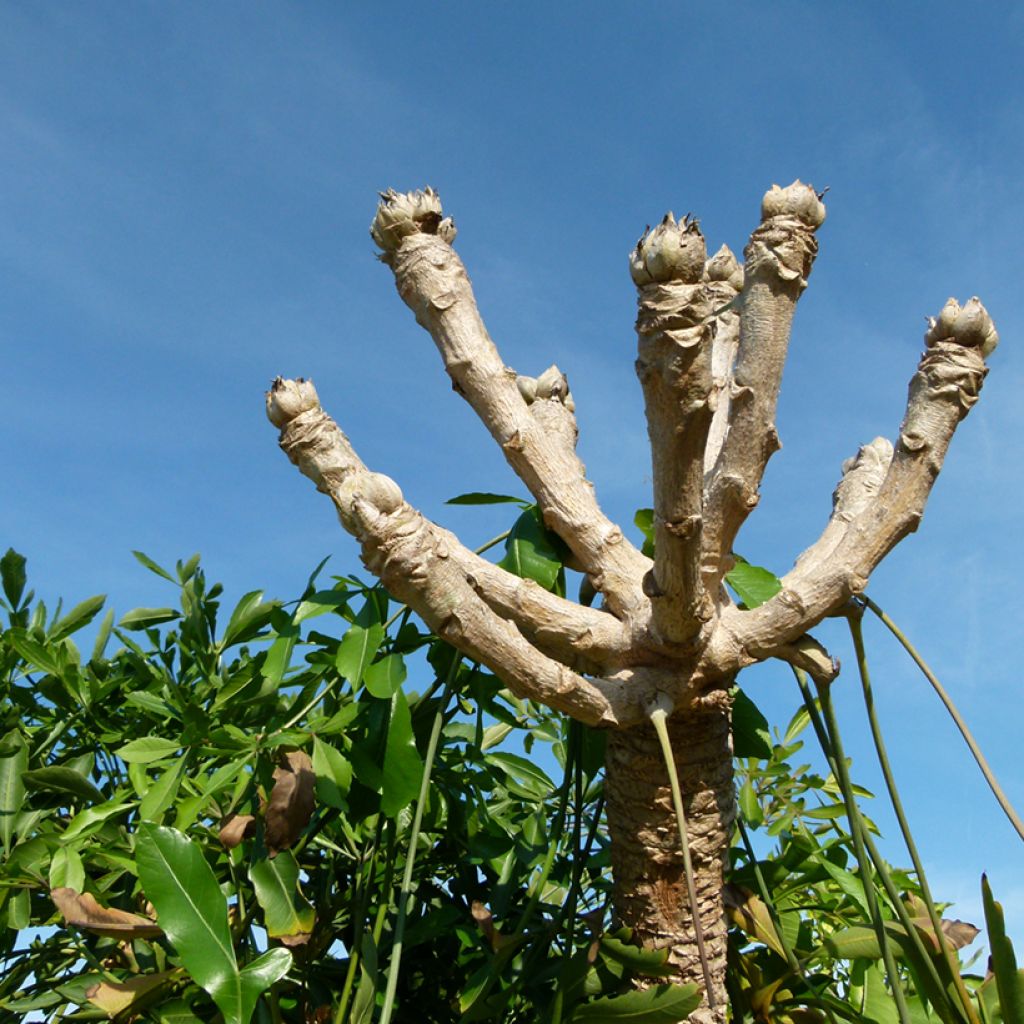 Cussonia spicata - Cabbage Tree