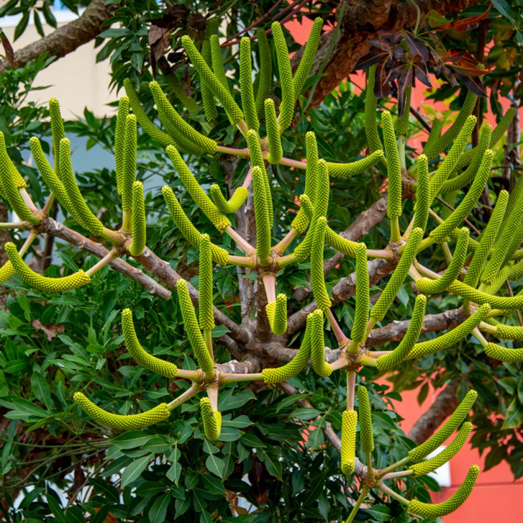 Cussonia spicata - Cabbage Tree