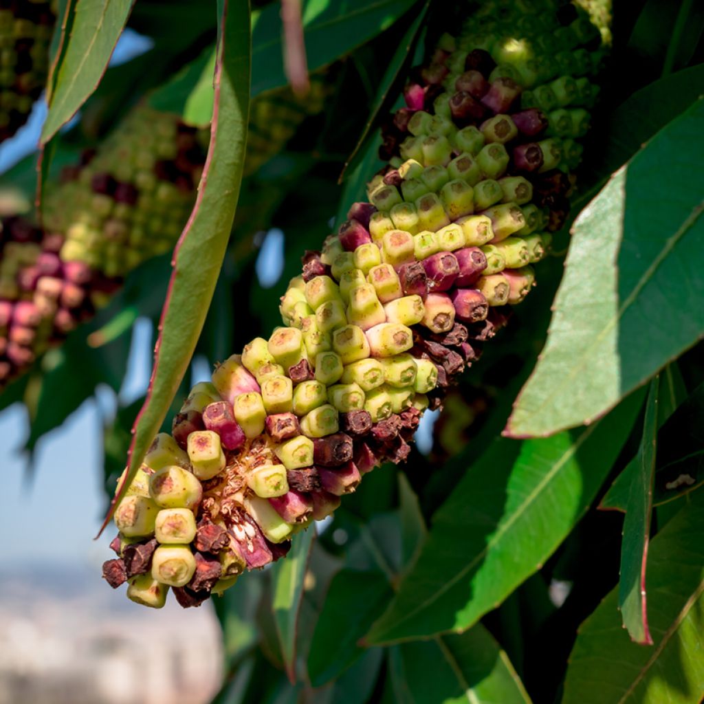 Cussonia spicata - Cabbage Tree