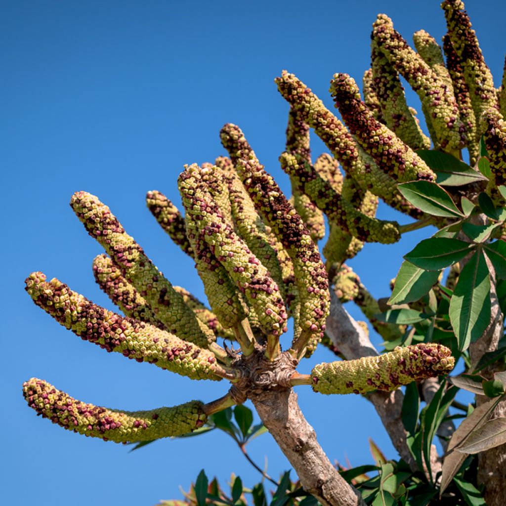 Cussonia spicata - Cabbage Tree