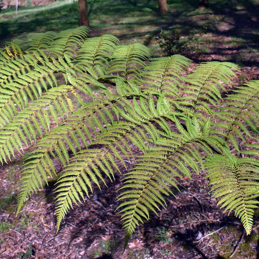 Cyathea brownii - Norfolk tree fern